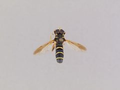 Temnostoma balyras by the Smithsonian. Used under a CC0 license.