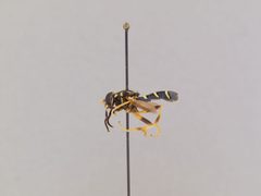 Temnostoma balyras by the Smithsonian. Used under a CC0 license.