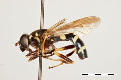 Temnostoma barberi by the Smithsonian. Used under a CC0 license.