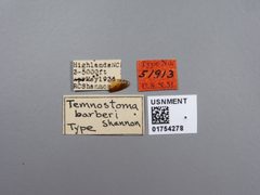 Temnostoma barberi by the Smithsonian. Used under a CC0 license.