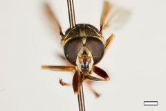 Temnostoma barberi by the Smithsonian. Used under a CC0 license.
