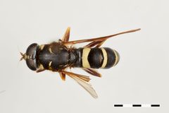 Temnostoma barberi by the Smithsonian. Used under a CC0 license.