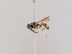 Temnostoma barberi by the Smithsonian. Used under a CC0 license.