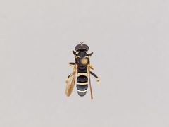 Temnostoma barberi by the Smithsonian. Used under a CC0 license.