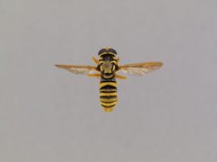 Temnostoma daochus by the Smithsonian. Used under a CC0 license.