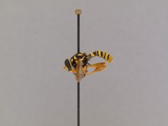 Temnostoma daochus by the Smithsonian. Used under a CC0 license.