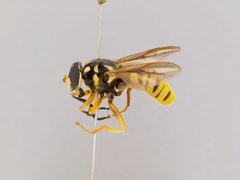 Temnostoma excentrica by the Smithsonian. Used under a CC0 license.