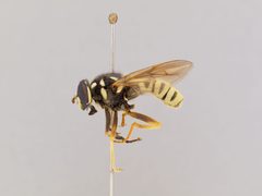 Temnostoma excentrica by the Smithsonian. Used under a CC0 license.