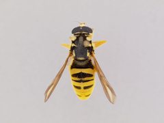 Temnostoma excentrica by the Smithsonian. Used under a CC0 license.