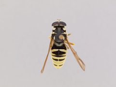 Temnostoma excentrica by the Smithsonian. Used under a CC0 license.