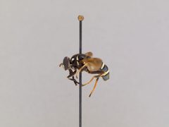 Temnostoma obscurum by the Smithsonian. Used under a CC0 license.