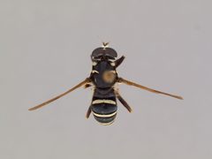 Temnostoma obscurum by the Smithsonian. Used under a CC0 license.