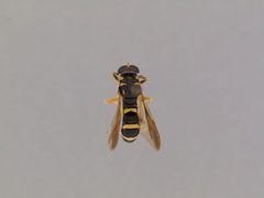Temnostoma trifasciatum by the Smithsonian. Used under a CC0 license.