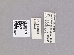 Temnostoma trifasciatum by the Smithsonian. Used under a CC0 license.