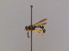 Temnostoma trifasciatum by the Smithsonian. Used under a CC0 license.