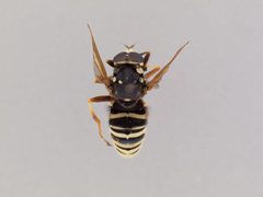 Temnostoma venustum by the Smithsonian. Used under a CC0 license.