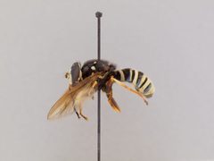 Temnostoma venustum by the Smithsonian. Used under a CC0 license.