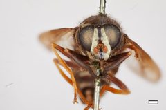Temnostoma venustum by the Smithsonian. Used under a CC0 license.