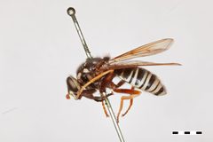 Temnostoma venustum by the Smithsonian. Used under a CC0 license.