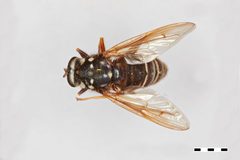 Temnostoma venustum by the Smithsonian. Used under a CC0 license.