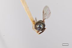 Trichopsomyia antillensis by the Smithsonian. Used under a CC0 license.