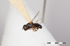 Trichopsomyia antillensis by the Smithsonian. Used under a CC0 license.