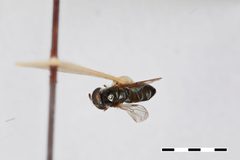 Trichopsomyia antillensis by the Smithsonian. Used under a CC0 license.