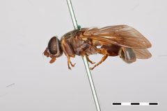 Tropidia calcarata by the Smithsonian. Used under a CC0 license.