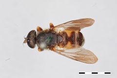 Tropidia calcarata by the Smithsonian. Used under a CC0 license.