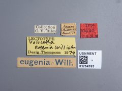 Volucella eugenia by the Smithsonian. Used under a CC0 license.