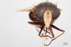 Volucella eugenia by the Smithsonian. Used under a CC0 license.