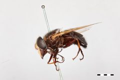 Volucella eugenia by the Smithsonian. Used under a CC0 license.