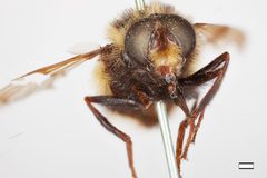 Volucella facialis by the Smithsonian. Used under a CC0 license.