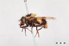 Volucella facialis by the Smithsonian. Used under a CC0 license.