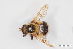Volucella facialis by the Smithsonian. Used under a CC0 license.