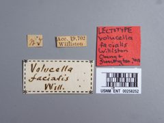 Volucella facialis by the Smithsonian. Used under a CC0 license.