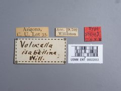 Volucella isabellina by the Smithsonian. Used under a CC0 license.