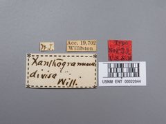 Xanthogramma divisa by the Smithsonian. Used under a CC0 license.