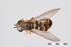 Xanthogramma divisa by the Smithsonian. Used under a CC0 license.