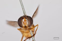 Xanthogramma divisa by the Smithsonian. Used under a CC0 license.