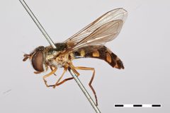 Xanthogramma divisa by the Smithsonian. Used under a CC0 license.