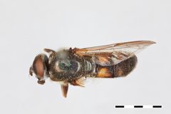 Xylota analis by the Smithsonian. Used under a CC0 license.
