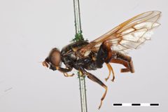 Xylota marginalis by the Smithsonian. Used under a CC0 license.