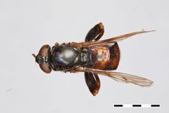 Xylota marginalis by the Smithsonian. Used under a CC0 license.