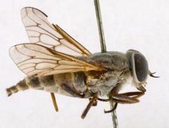 Apatolestes (Apatolestes) similis by the Smithsonian. Used under a CC0 license.