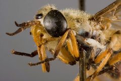 Chrysops bishoppi by the Smithsonian. Used under a CC0 license.