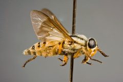 Chrysops bishoppi by the Smithsonian. Used under a CC0 license.