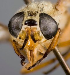 Chrysops bishoppi by the Smithsonian. Used under a CC0 license.