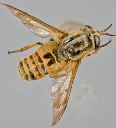 Chrysops bishoppi by the Smithsonian. Used under a CC0 license.