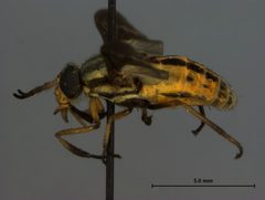 Chrysops hinei by the Smithsonian. Used under a CC0 license.